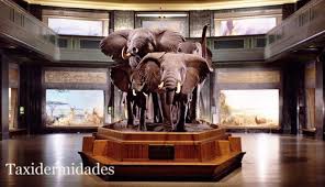 El Museo Americano De Historia Natural De Nueva York Taxidermidades
