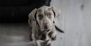 Es gibt viele gründe, warum diese hunde in meine liste „der besten hunderassen für kleine wohnungen gehören. Hunde In Der Wohnung So Bleibt Es Sauber