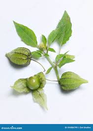Image result for Physalis angulata