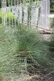 Native texas flowers grow much better in the texas climate, not to mention they can make up a beautiful, freshly picked bouquet for your table. Going Native Our Top 10 Native Plants For Houston