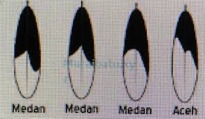 Check spelling or type a new query. Kenali 6 Jenis Burung Murai Batu Lengkap Dengan Motif Ekornya Hobi Burung