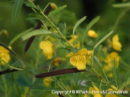 Image result for Cassia thyrsoidea