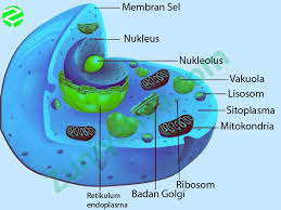 Fungsi retikulum endoplasma pada sel tumbuhan untuk mensintesis protein dari pematangan. Organel Sel Hewan Beserta Gambar Fungsi Dan Penjelasan Lengkap