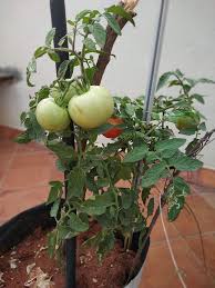 How To Grow An Endless Supply Of Tomatoes In Pots At Home Planting Flowers Small Balcony Garden Balcony Garden
