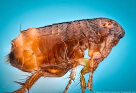 8 Scents That Fleas Hate And How To Use Them Pest Pointers Tips For At Home Pest Control