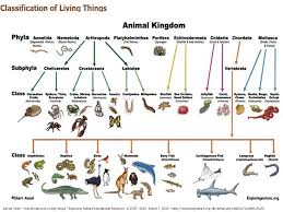 Animal Classification Flow Chart Understanding The