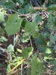 Image result for Cucumis maderaspatanus