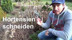 Zur ersten schnittklasse gehören hortensienarten wie z. Hortensien Schneiden Bauernhortensien Und Rispenhortensien Richtig Zuruckschneiden Youtube