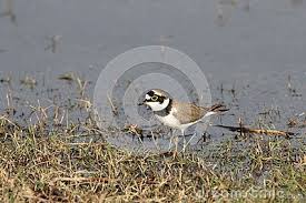 Grey Bird With Black And White Striped Wings Pin On The Beautiful Lifestyle
