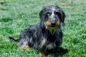 Check spelling or type a new query. Dachshund Paws Pals Southern California