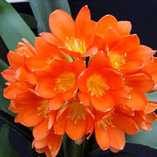 Belgian hybrid yellow bush lily. Clivia Miniata Belgian Hybrid Warners Nurseries