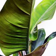 Philodendron Imperial Green Philodendron Unique Items Products Indoor Jungle