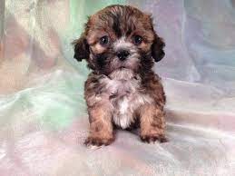 Teddy bears can come in standard, mini, and tiny. Teddy Bear Dogs For Sale Near Me Cheap Online