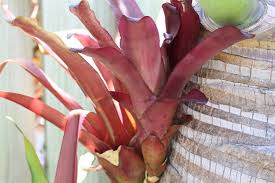 Image result for Portulaca kermesina