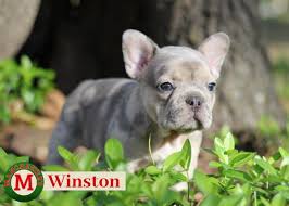 Joplin, mo (jln) kansas city, mo (ksc) killeen / temple / ft hood (grk) lawrence, ks (lwr) lawton, ok (law) little rock (lit). Manchester S French Bulldog Puppies