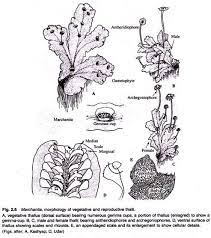 The gametophyte of marchantia is a dichotomously branched, prostrate, dorsiventral thallus (fig. Morphology Of Marchantia With Diagram Bryophytes Botany