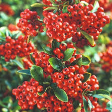 Image result for Pyracantha coccinea red column