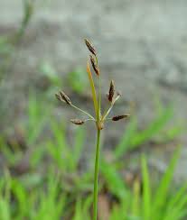 Image result for Fimbristylis