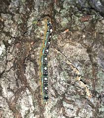 Tent Worms Are Invading Will They Harm Your Trees Blog Preservation Tree Services Dallas Fort Worth Tx Snails find peach trees delicious.