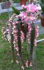Type Of Orchid Cactus Epiphyllum Family Named German Empress Orchid Cactus Cacti And Succulents Trees To Plant