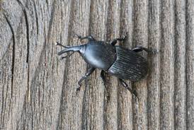 Coleopteres Photos Et Cles De Determination