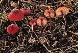 Image result for Marasmius opacus