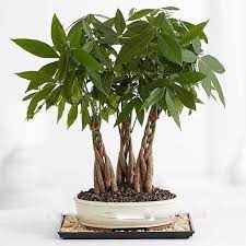 Pin On House Plants