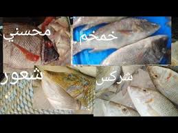 الفرق بين عائلة سمك الشعور وأشكاله علشان محدش يغشك Youtube