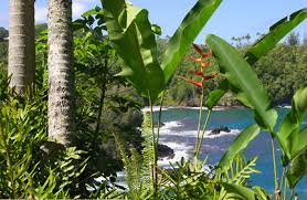It's no wonder the protea was named after the greek god who could change his appearance at will. Hawaiian Plants And Tropical Flowers A Guide To The Tropical Flowers Plants And Wildflowers Of Hawaii