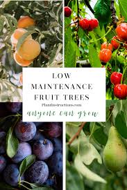 4 Wartungsarm Obstbaume Jeder Kann Jeder Kann Long Blooming Perennials Low Maintenance Perennials Ob In 2020 Fruit Trees Fruit Trees Backyard Low Maintenance Tree