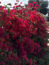 Jan 03, 2019 · other bougainvillea dwarf varieties are less miniature. Bougainvillea Love