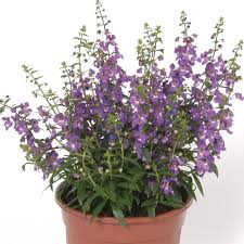 Image result for Angelonia