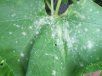 Its common names reflect the ashy or gray appearance of the undersides of its leaves. Gray Mold How To Identify Control And Prevent Botrytis The Old Farmer S Almanac