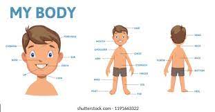Nino Cuerpo Humano Imagenes Fotos De Stock Y Vectores Shutterstock