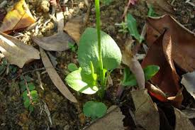 Image result for Ophioglossum reticulatum