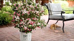 Even before the first flowers appear, rainbow sensation™ stands out due to the attractive, variegated foliage. Weigela How To Grow Care For A Weigela Bush Garden Design