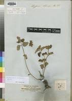 Image result for Orthosiphon schimperi