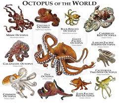 Octopus Of The World Poster Print Poster Prints Types Of Octopus Red Octopus