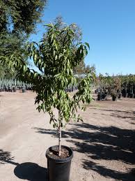 Image result for Prunus persica