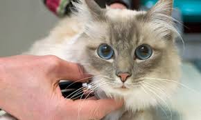 How The Right Cat Food Can Help Prevent Bladder Stones Mom Com