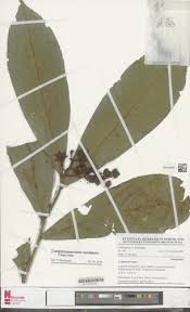 Image result for Campylospermum vogelii