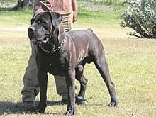 I have a king size bed and my mastiff will curl up right on top of my legs. Boerboel Wikipedia