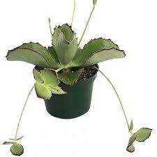 Kalanchoe Synsepala Walking Kalanchoe Kalanchoe Synsepala Has Green To Grey Green Broadly Serrated Leaves With Dark Plants Succulents Planting Succulents