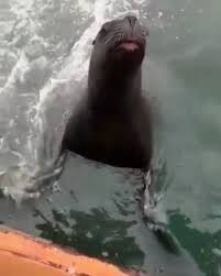 Desde el puerto de Comodoro Rivadavia, a la hora del almuerzo???, Este  lobito marino se encontraba feliz con un pescadito fresquito ?,  #PescaChubut #Argentina #ComodoroRivadavia #FaunaArgentina ...
