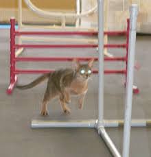➤2 set led color indicator light : Twyla Takes The Leap Cfa S Agility Cats