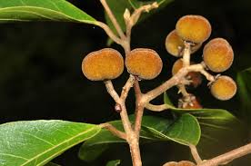 Image result for Dichapetalum