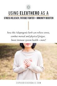 Benefits Of Eleuthero For Stress Fatigue Immune Health Euphoric Herbals How To Relieve Stress Immune Health Natural Stress Relievers Relaxation techniques for stress relief. pinterest