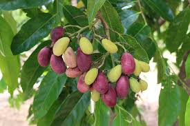 Image result for Maranthes