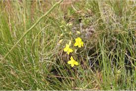 Image result for Cyanella lutea