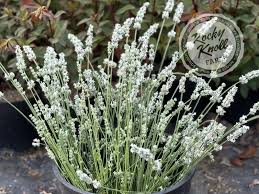 Image result for Lankesteria alba